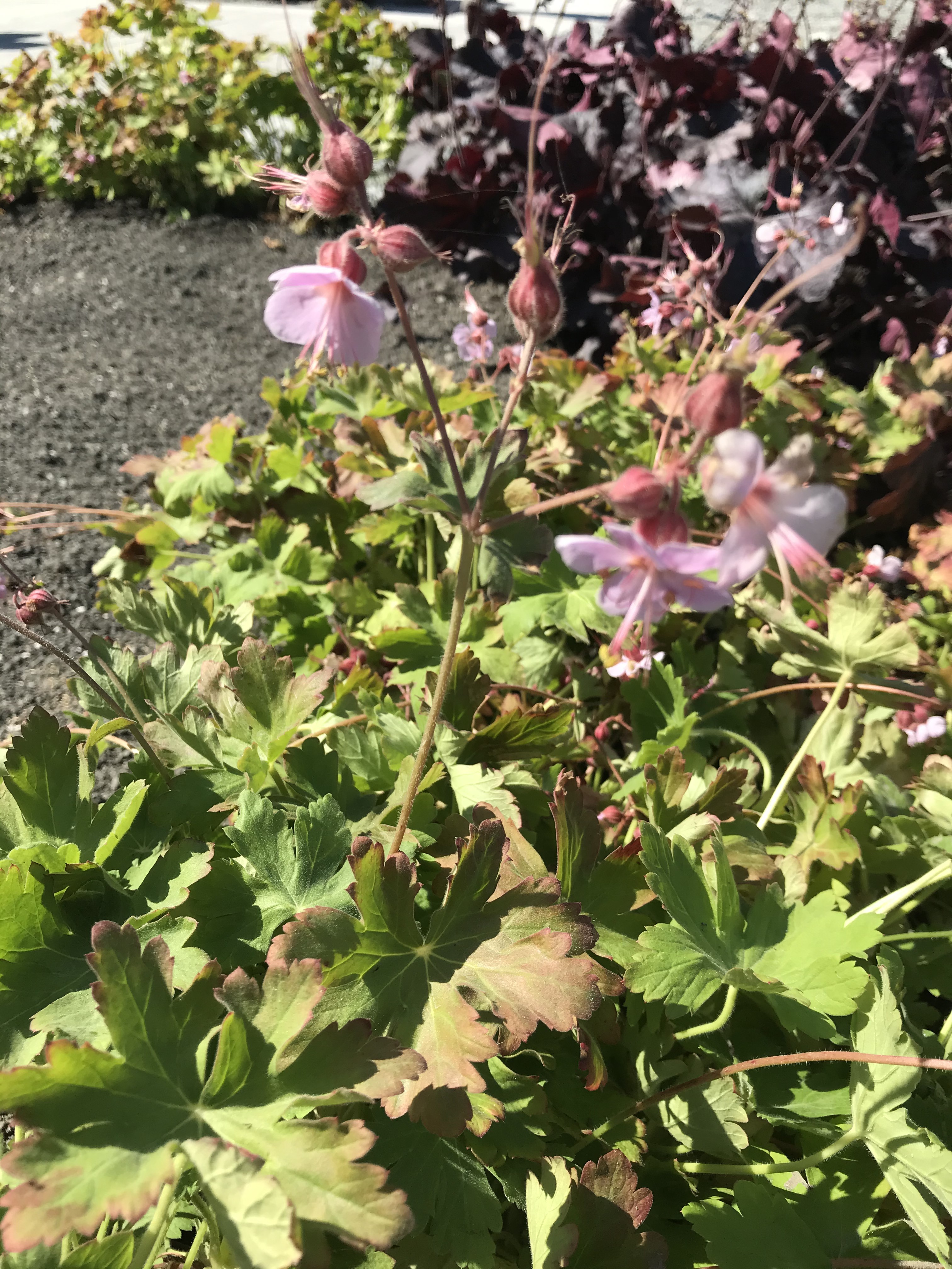 Fagprve Elinor Oldervik 006