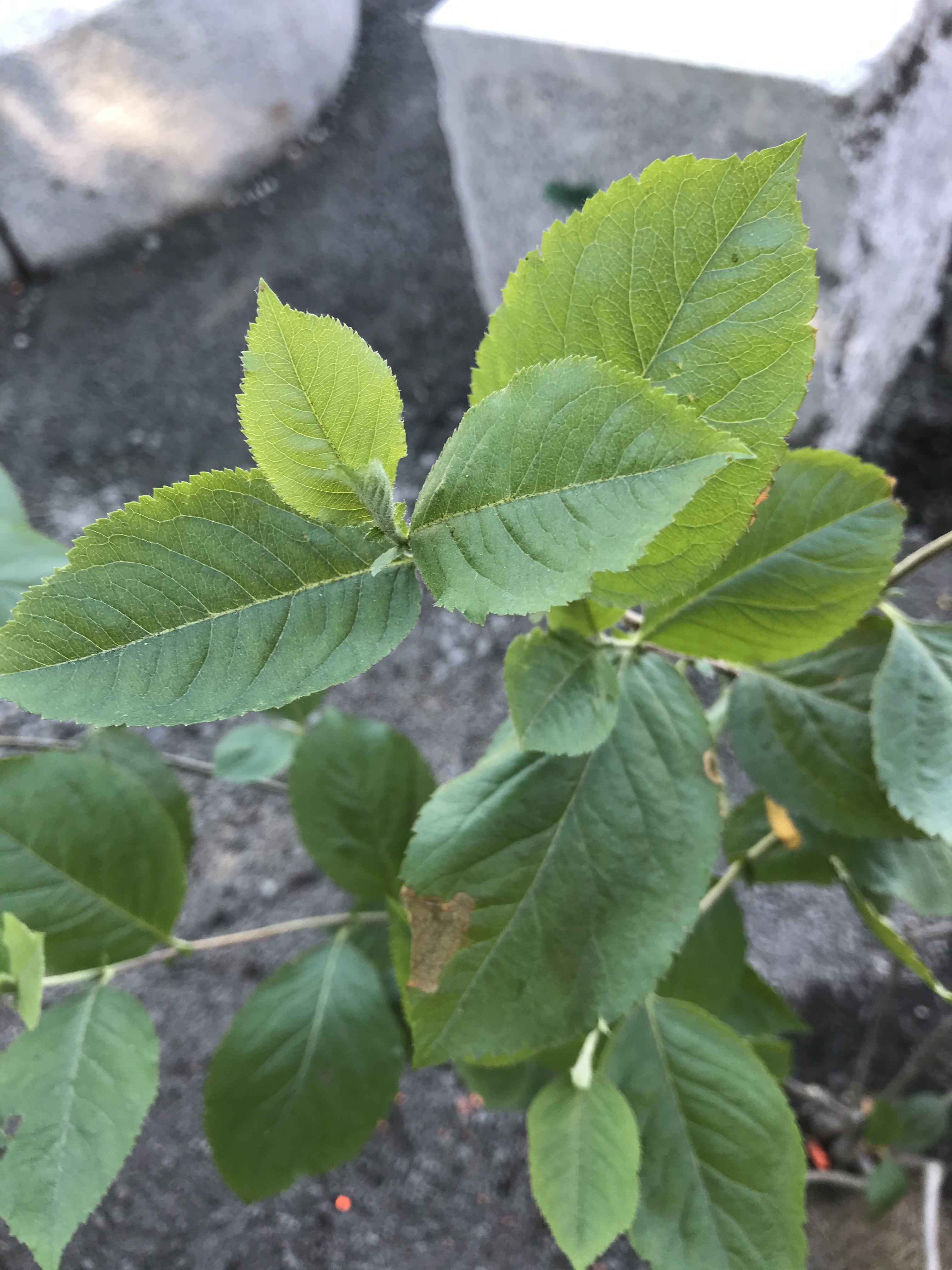 Fagprve Elinor Oldervik 016